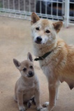 動物 写真1
