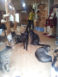 動物 写真3